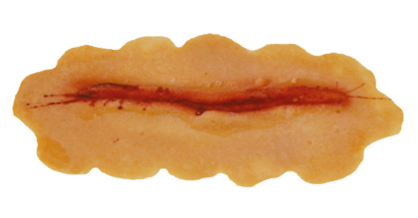 TIGA-D Mittlere Schnittwunde Latex Rubber