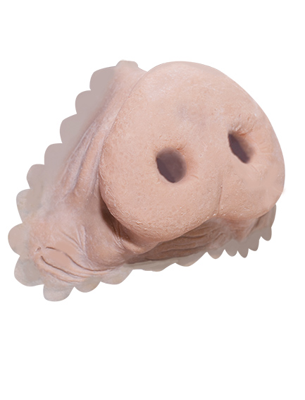 TIGA-D Schweinenase gross Latex Rubber